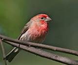 Red Headed Sparrow House Finch Photos