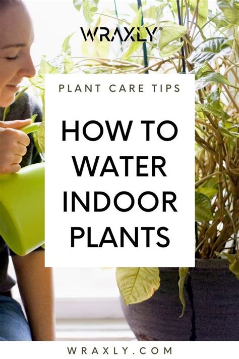 How To Water Indoor Plants Plant Care Tips Gardening Ideas Plant