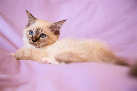 Portrait Of White Long Hair Birman Cat With Blue Eyes Stock Image