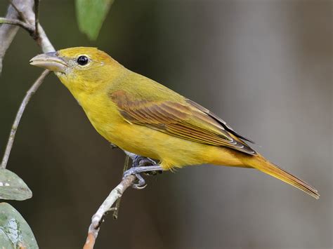 Captivating Yellow Songbirds Of North America Browse Through Stunning