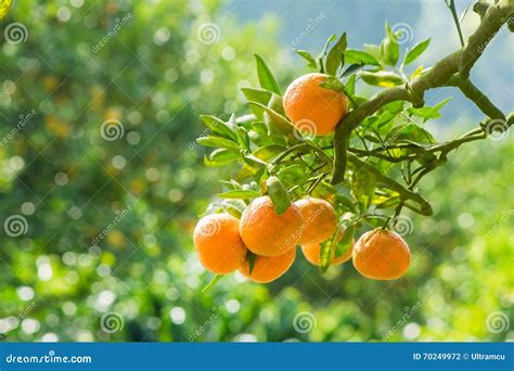 Orange Tree In Orange Farm Stock Photo Image Of Leaf 70249972