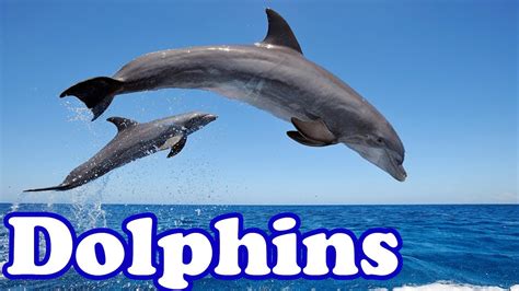 Dolphins Smartest Animals In The Sea Animal Of The Day