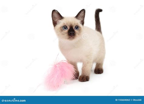 Small Siamese Kitten And Toy Stock Photo Image Of Fluffy Animal