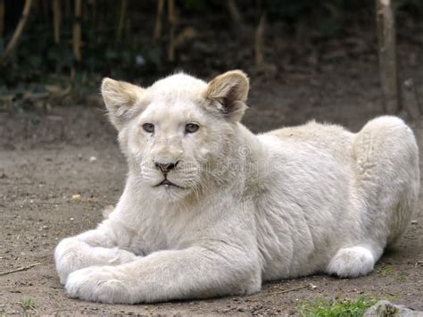 Closeup White Lion Cub On Ground Stock Photo Image Of Lion Mouth