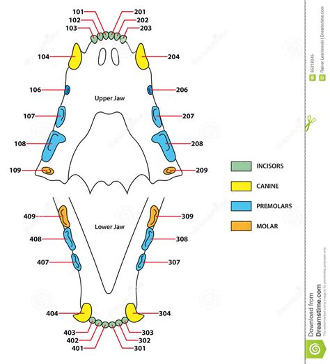 (1) variation in dentition and dental abnormalities, (2) abnormalities of occlusion. Cats Teeth Dental Formula Stock Vector - Image: 65018345