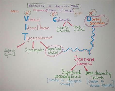 Medicowesome Branches Of Subclavian Artery Mnemonic