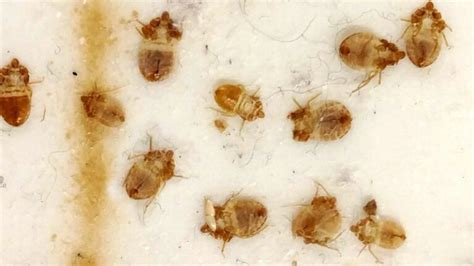 Bed Bug Shells Casings And Skins Identification And What To Do