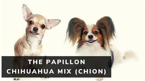 All About The Papillon Chihuahua Mix Chion Youtube