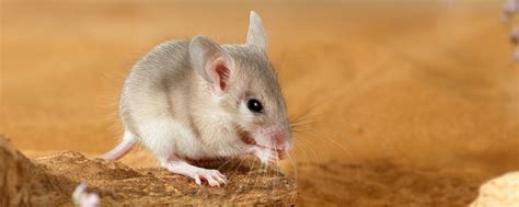 Spiny Mice Appear To Regenerate Damaged Kidneys The Scientist Magazine