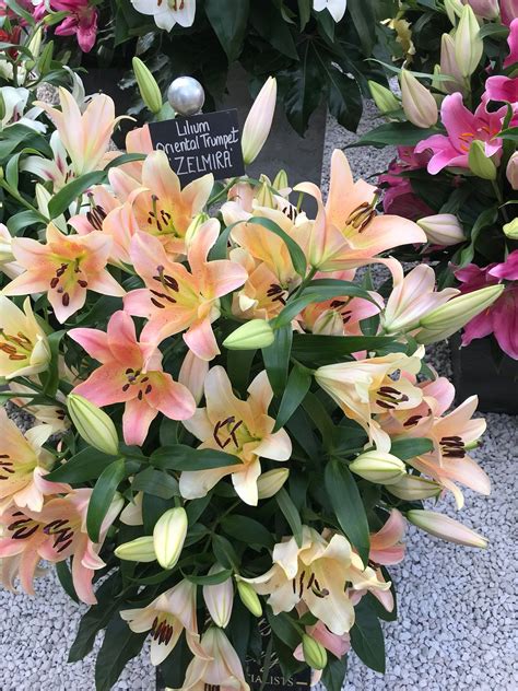 Buy Lily Bulbs Zelmira Oriental Trumpet Lilies Lily Bulbs Gold