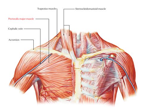 Anatomy Chest Muscles Diagram Muscles Of The Thoracic