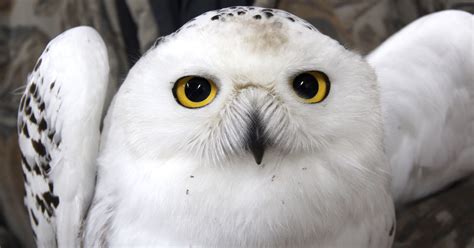Snowy Owls Are Moving Back Into Wisconsin For The Winter