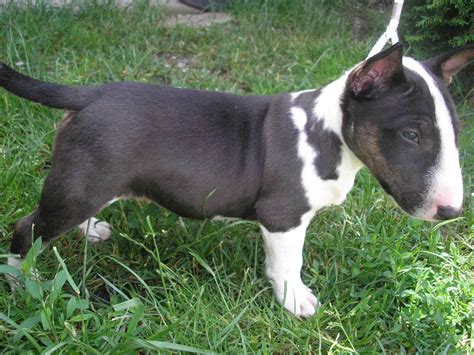 57 Black And White Mini Bull Terrier Pic Bleumoonproductions
