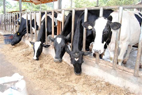 Bulamu Farm Bulamu Group Pigs Piglets Cows Calves Calf