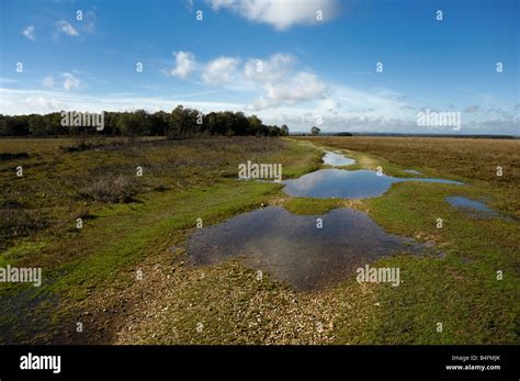 Water Logged Track In New Forest Landscape Stock Photo Alamy
