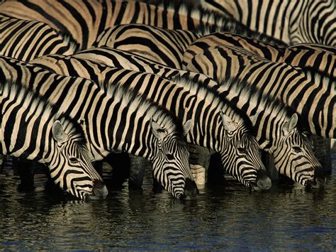 Herd Of Zebra Wallpaper Animals Wallpaper Better