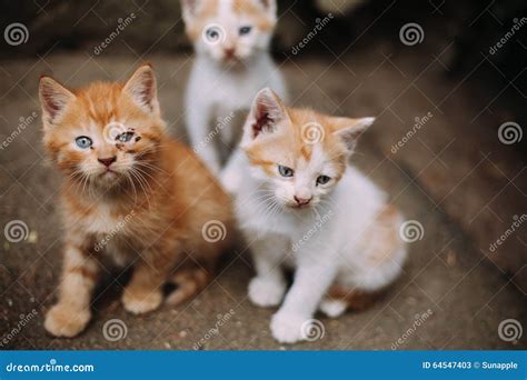 Cute Homeless Sick Kittens On Street In Summer Stock Image Image Of