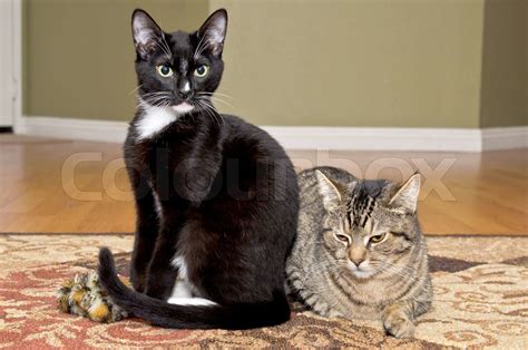 Tuxedo And Tabby Cats Playing Together Stock Image Colourbox