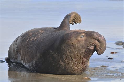 Northern Elephant Seal Marine Wildlife Of Four Mile Beach · Inaturalist