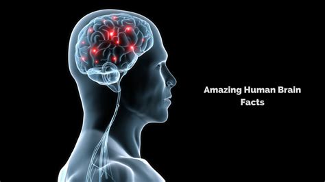 10 Fun Facts About Human Brain Human Brain Facts Human Brain Facts