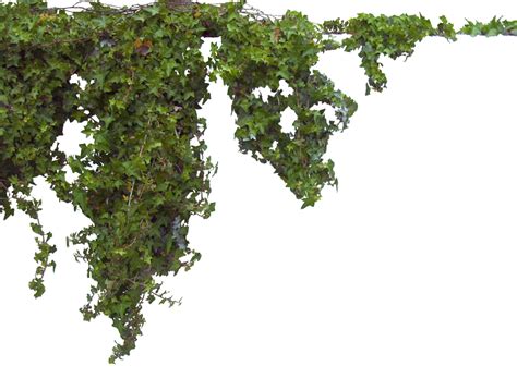 Ivy Plants Png Transparent Background Free Download 46875 Freeiconspng