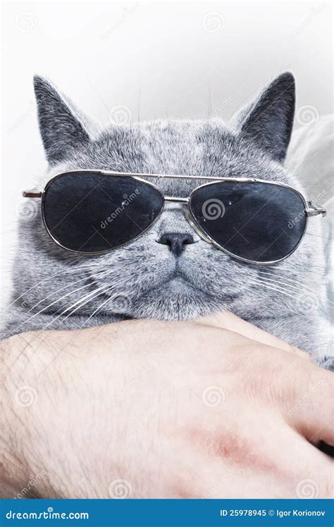 Funny Muzzle Of Gray British Cat In Sunglasses Stock Image Image Of