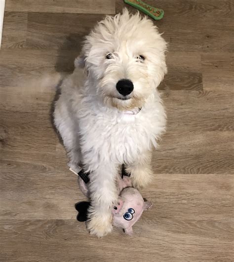 Lancaster puppies has the perfect goldendoodle for you from reputable breeders in pa and ohio. Golden Doodle Puppies For Sale | Silverdale, WA #301647