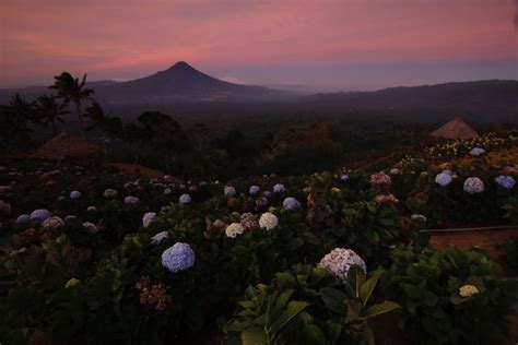 Terutama bunga banyak disukai oleh kaum wanita. Kode Alam Kebun Bunga / Keren Lahan Gersang Bantul Disulap ...