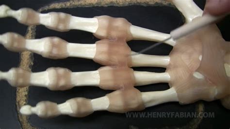 Bit.ly/subscribeviki about traces of the hand (손의 흔적): Ligaments of the Hand - YouTube