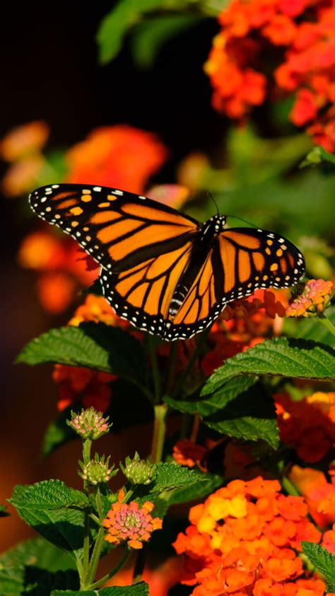 Download Wallpaper 2160x3840 Monarch Butterfly Butterfly