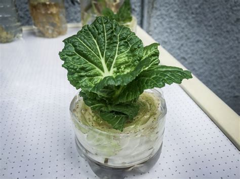 How To Regrow Lettuce Tips To Keep Your Harvest Going
