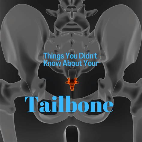 Things You Didnt Know About Your Tailbone New Jersey Comprehensive