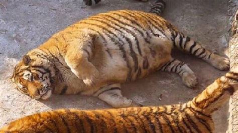 Tiger At Indiana Zoo Snuggles Up To Womans Baby Bump Fat Tigers In