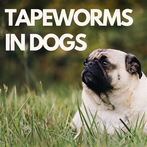 Are Tapeworms In Dogs A Emergency