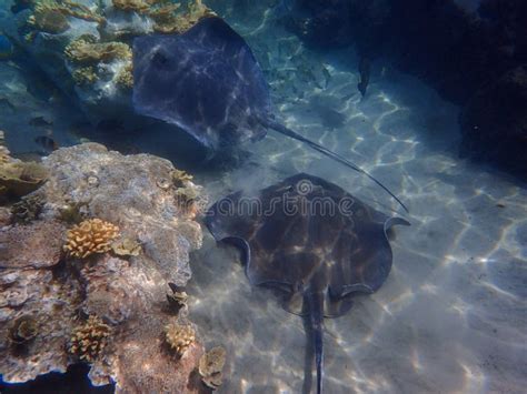 A Stingray Swimming Over Coral And Rock Reef Underwater Editorial