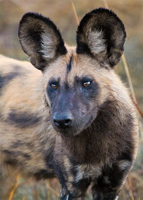 African Painted Dog Endangered