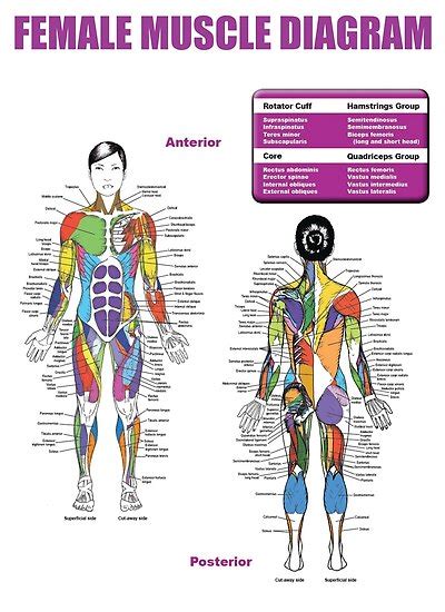 How skeletal muscles are named? Female Back Muscle Chart / Muscle chart female body ...