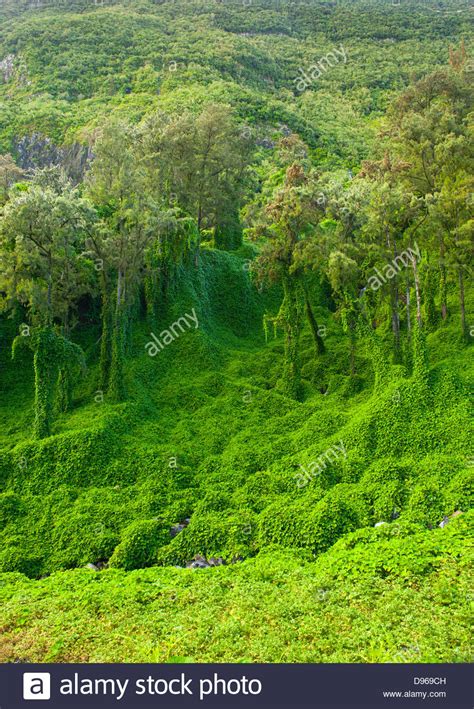 Lush Green Verdant Hi Res Stock Photography And Images Alamy