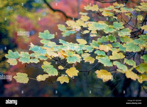 Yellow And Green Maple Leaves Hi Res Stock Photography And Images Alamy