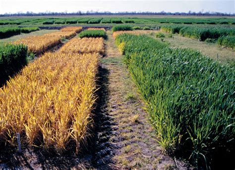 Wheat Cover Crops Benefits And Management
