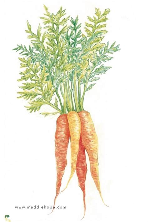 Maddie Hope Illustrations And Design Carrots Illustration Bunch