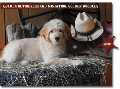 Golden Retrievers and Miniature Goldendoodles | Goldendoodle, Golden retriever, Retriever