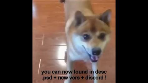 New Update Dog Wif Hat Pfp V3 Youtube