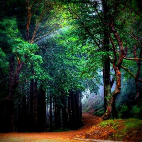 Bosque Místico En California Mystical Forest Beautiful Nature Landscape