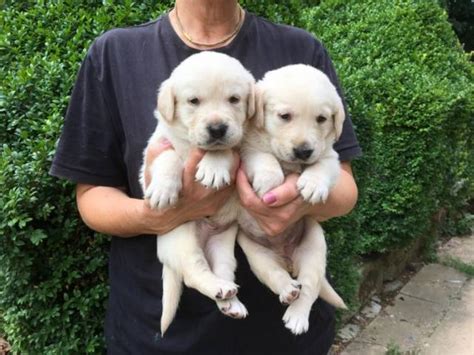 Puppies for sale from dog breeders near austin, texas. 15 Top Images Golden Retriever Breeders Austin : Austin Tx ...