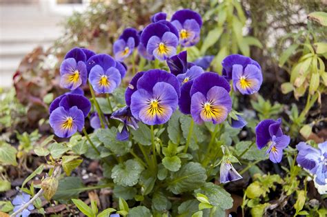 Free Photo April Spring Nature Flower Free Image On Pixabay 715035