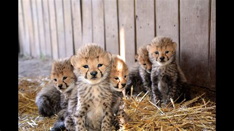 13 Cheetah Cubs Born Youtube