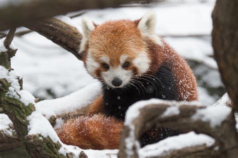 Winter Wonderland Bronx Zoo