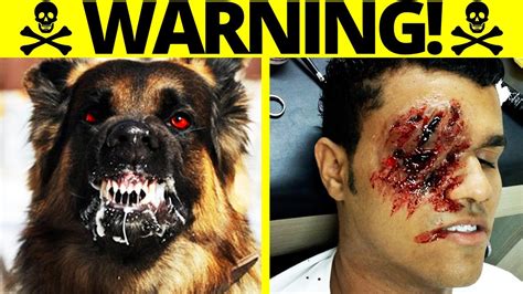 The Most Dangerous Dogs In The World Youtube Dog Breeds