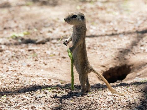 Round Tailed Ground Squirrel With Mesquite Pod 1605 052817 Cr